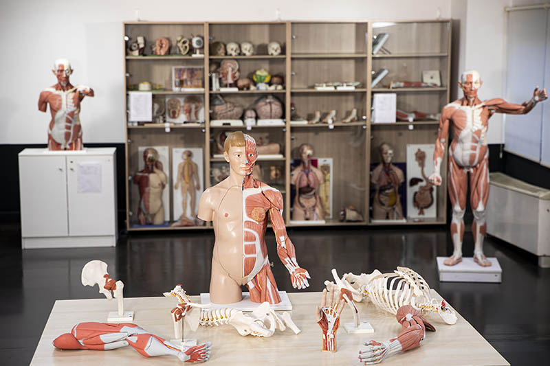 Anatomi Laboratuvarı 3