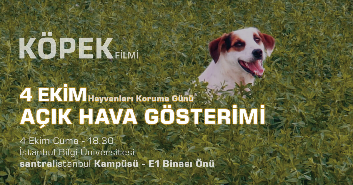 Hayvanları Koruma Günü'nde belgesel gösterimi: “Köpek Filmi”