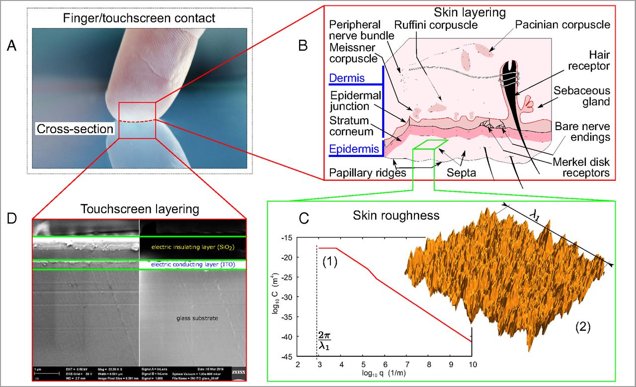 M. Ayyildiz, M. Scaraggi, O. Sirin, C. Basdogan, and B. Persson, “Contact mechanics between the human finger and a touchscreen under electroadhesion,” Proceedings of the National Academy of Sciences, vol. 115, no. 50, pp. 12668-12673, Nov, 2018.